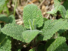Teucrium scorodonia