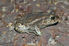 Sclerophrys xeros