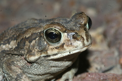 Sclerophrys xeros