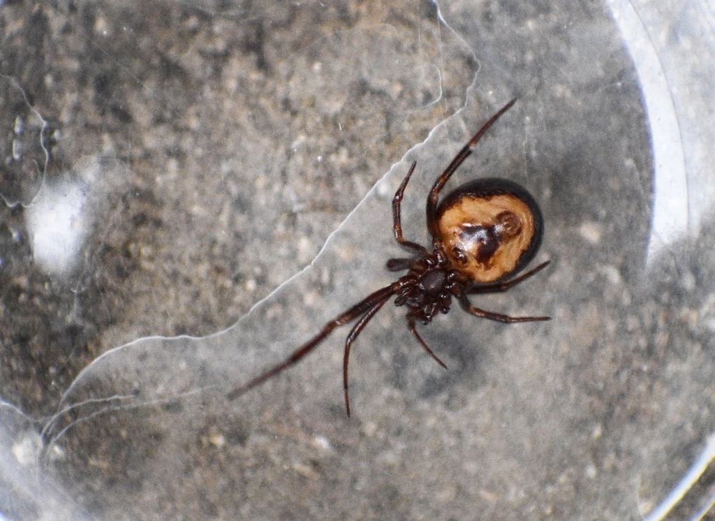 Steatoda hespera