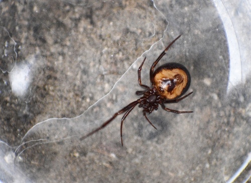 Steatoda hespera