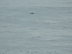 Delphinus