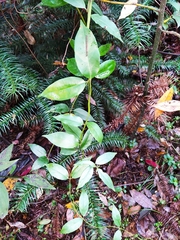Jasminum lanceolarium