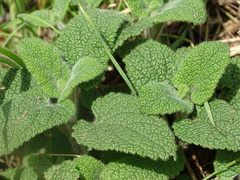 Teucrium scorodonia