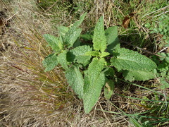 Teucrium scorodonia