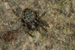 Nuctenea umbratica