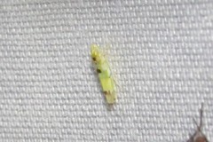 Erythroneura octonotata