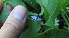 Diaphania plumbidorsalis