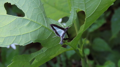 Diaphania plumbidorsalis