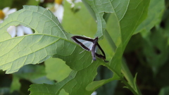Diaphania plumbidorsalis