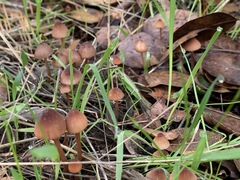Mycena californiensis