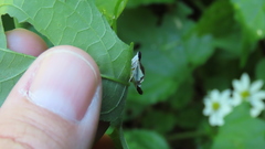 Diaphania plumbidorsalis