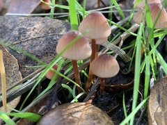 Mycena californiensis