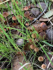 Mycena californiensis