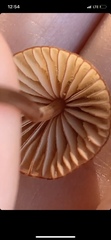 Mycena californiensis