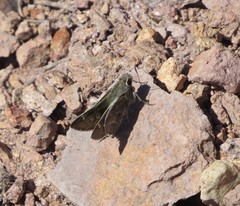 Atrytonopsis pittacus