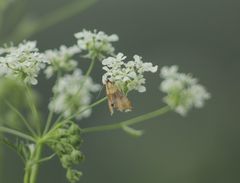 Agrotera nemoralis