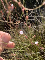 Limonium anthericoides