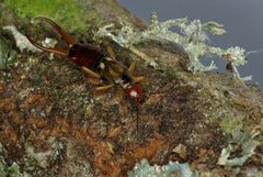 Forficula auricularia