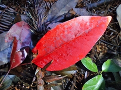 Triadica cochinchinensis