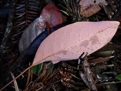 Triadica cochinchinensis