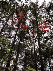 Triadica cochinchinensis