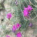 Astragalus stevenianus - Photo (c) Todd Boland,  זכויות יוצרים חלקיות (CC BY), הועלה על ידי Todd Boland