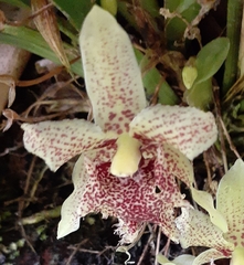 Kefersteinia tolimensis