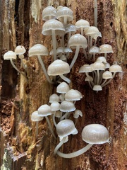 Mycena laevigata