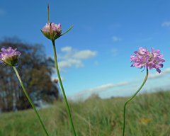Armeria maritima elongata