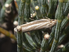 Xylorycta calligramma