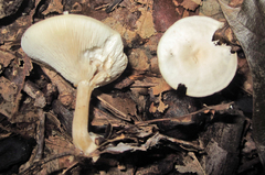 Leucocybe candicans