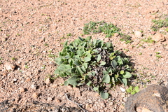 Limonium puberulum