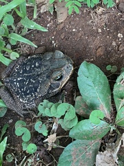 Rhinella diptycha