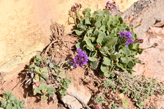 Limonium puberulum