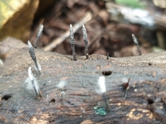 Xylaria cinerea