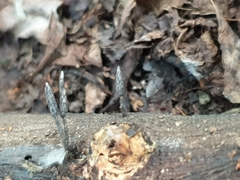 Xylaria cinerea