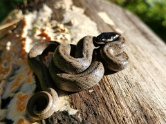 Macroprotodon brevis ibericus