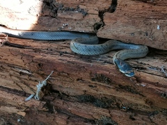 Macroprotodon brevis ibericus