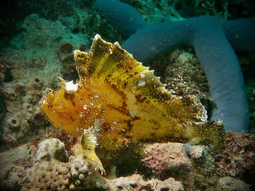 Leaf scorpionfish