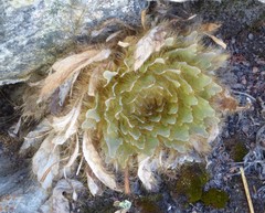 Meconopsis discigera