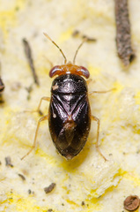 Geocoris scudderi