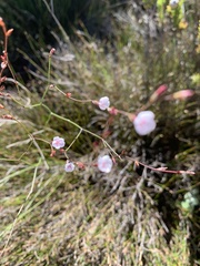 Limonium anthericoides