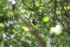 Chlorostilbon lucidus