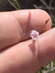 Limonium anthericoides