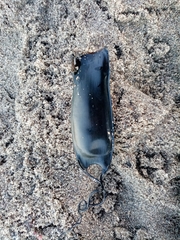 Scyliorhinus canicula