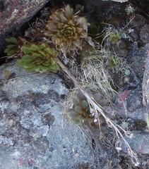 Meconopsis discigera