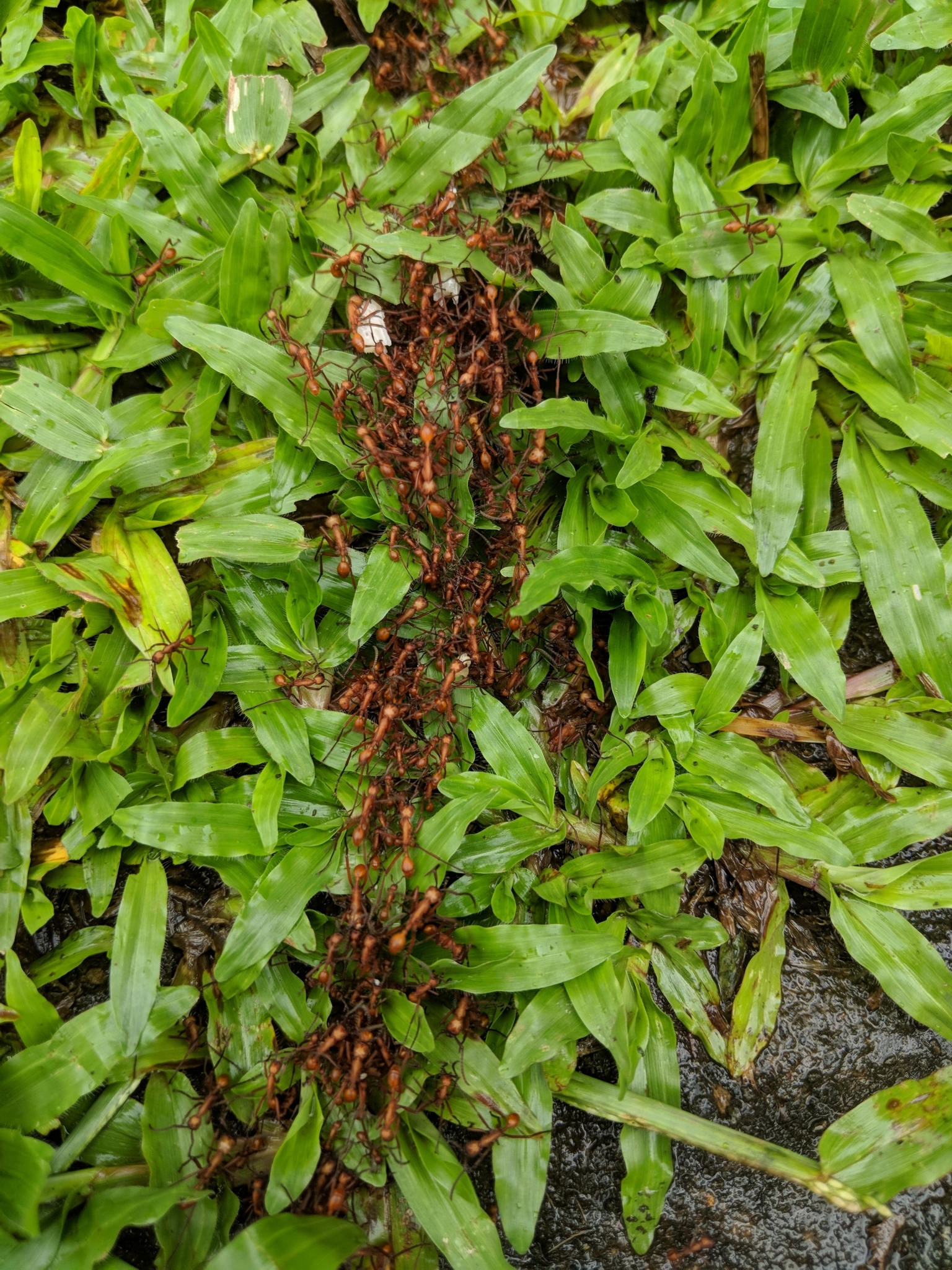 Eciton hamatum