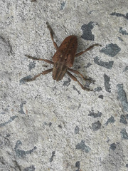 Hypselomus cristatus