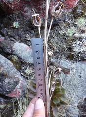 Meconopsis discigera